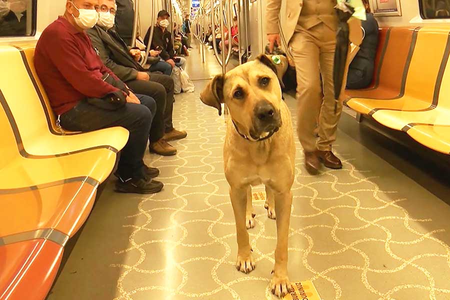 Estambul, el perro Boji en el metro