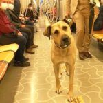 Istanbul, "Boji" the dog in the metro
