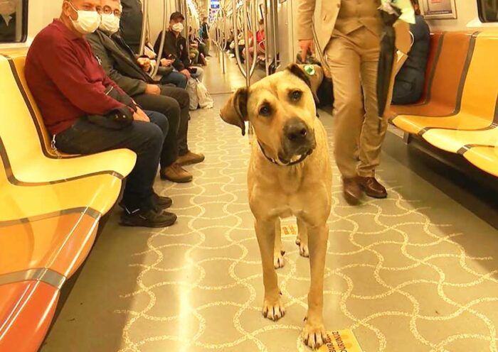 Istanbul, "Boji" the dog in the metro