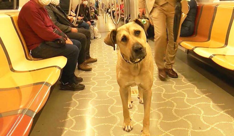 Istanbul, "Boji" the dog in the metro
