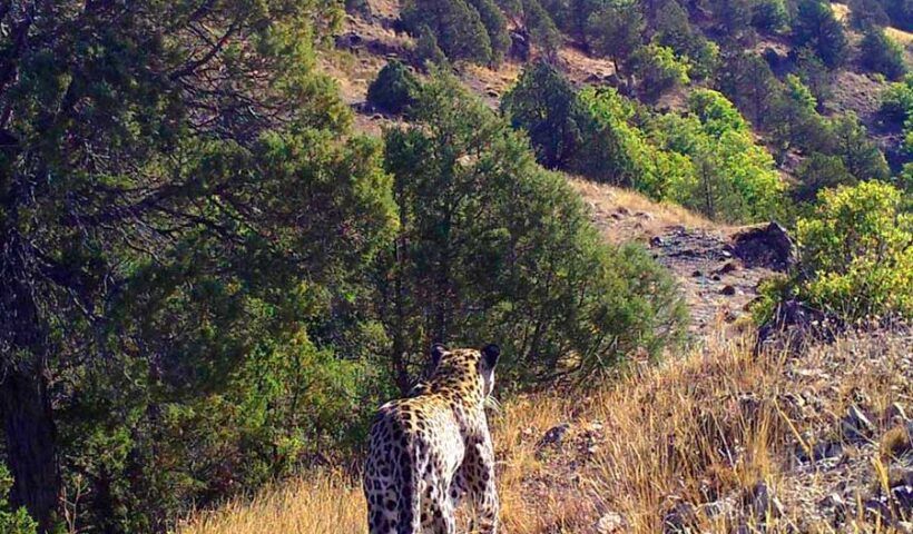 Turkey, Anatolian leopard
