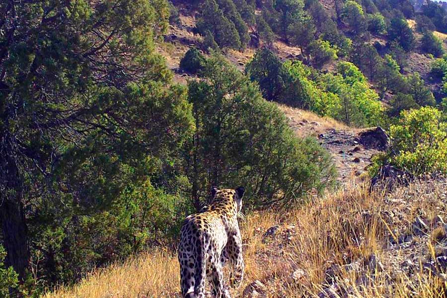 Turquía, leopardo de Anatolia