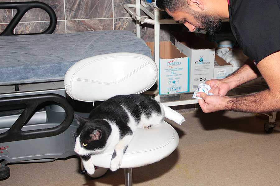 Turquía, gato herido acude a un hospital