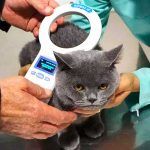 Turquía, microchip para mascotas