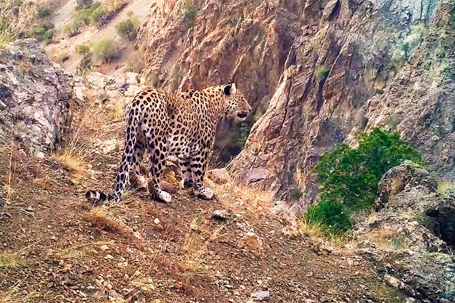 Turquía, imágenes de un leopardo de Anatolia