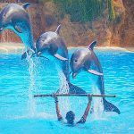 delfinario, espectáculo con delfines