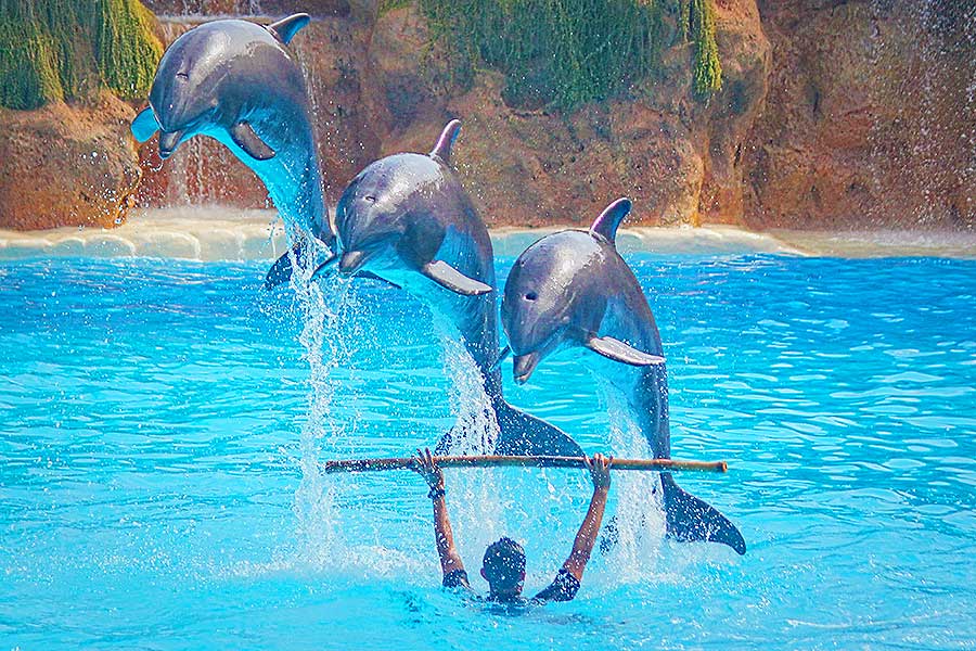 delfinario, espectáculo con delfines