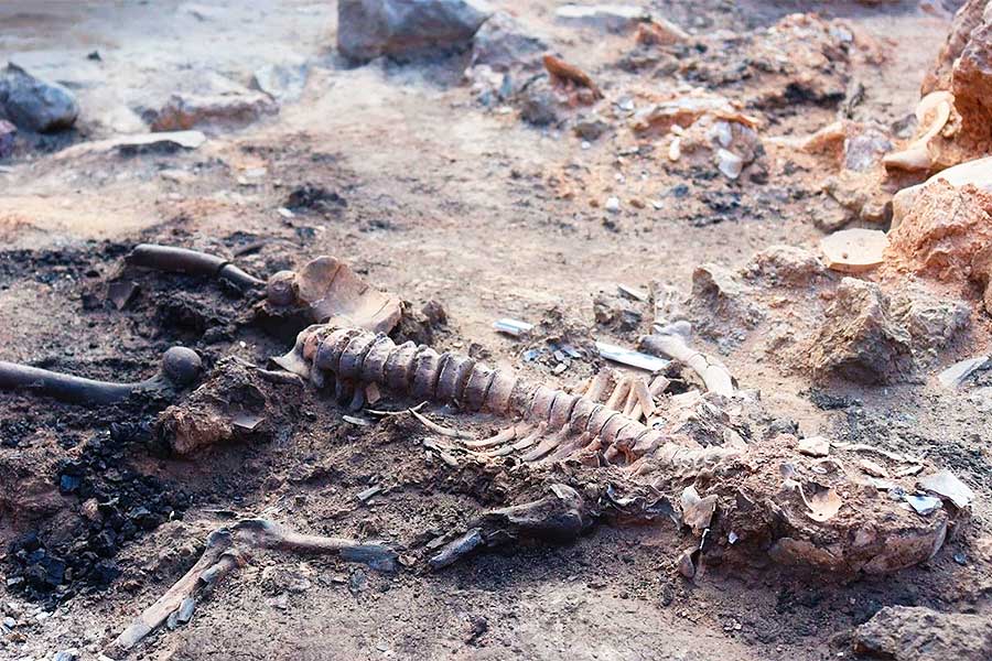 Archaeology, skeleton with brain remains from the Bronze Age