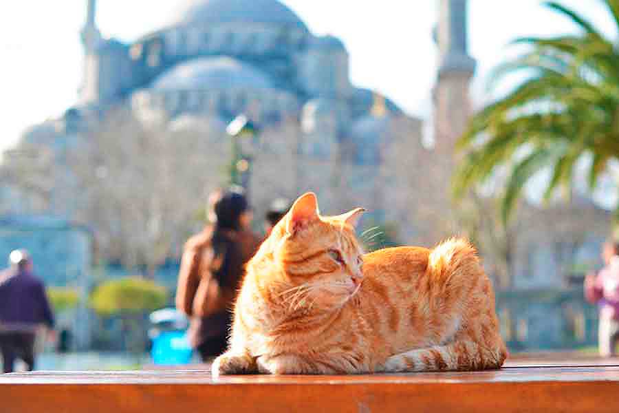 tourism, a cat in Istanbul