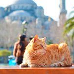 turismo, un gato en Estambul