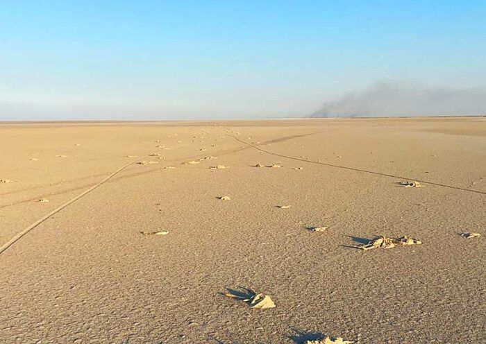 Turkey, flamingos dead by drought in Lake Tuz