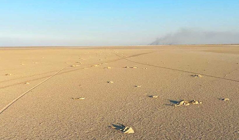 Turkey, flamingos dead by drought in Lake Tuz