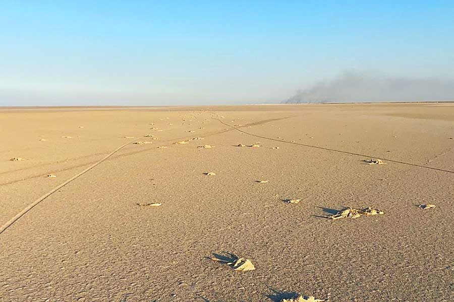Turkey, flamingos dead by drought in Lake Tuz