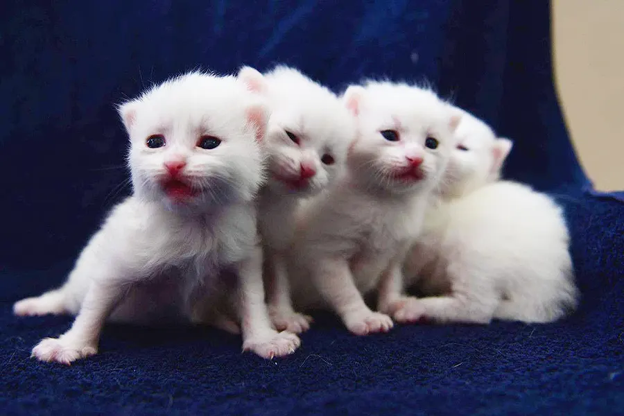 Turkey, kittens, Van cats