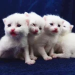Turquía, gatitos, gatos de Van