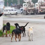 Turquía, perros callejeros