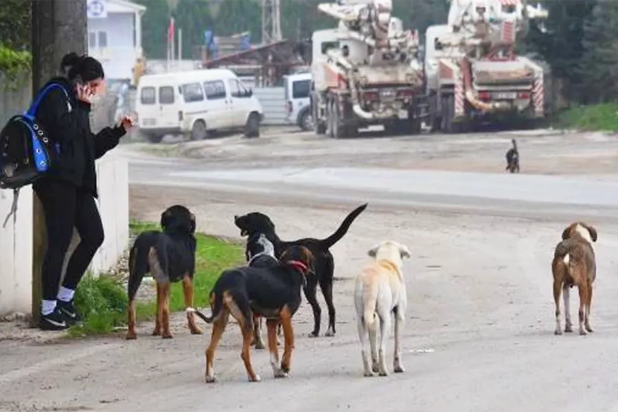Turquía, perros callejeros