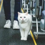 gato en un avión