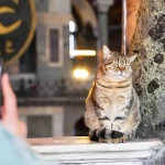 gato en Santa Sofía
