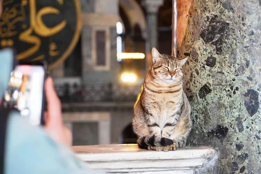 gato en Santa Sofía