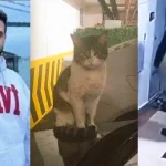 Turquía, juicio por la muerte de un gato