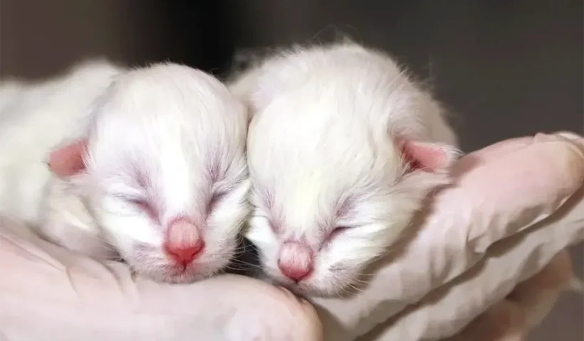 gatitos, gatos de Van