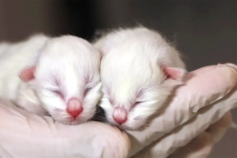 gatitos, gatos de Van