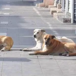 perros callejeros en Turquía