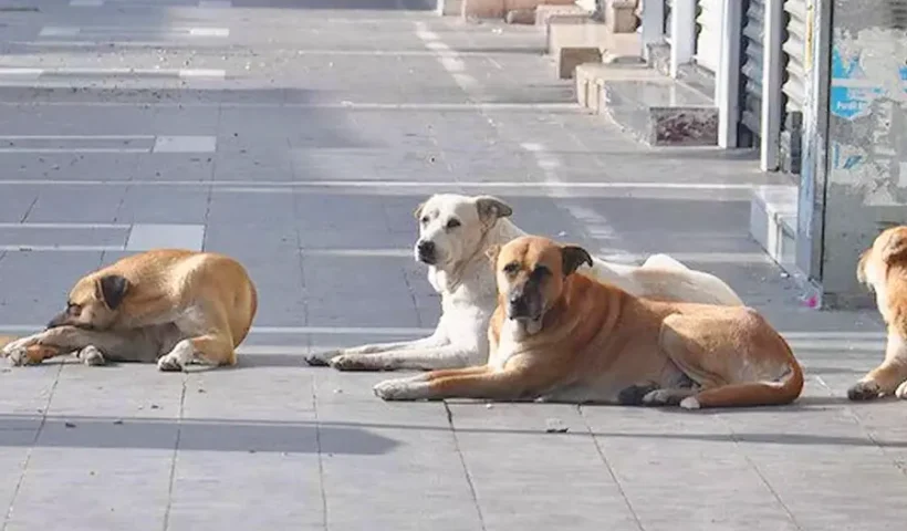 perros callejeros en Turquía