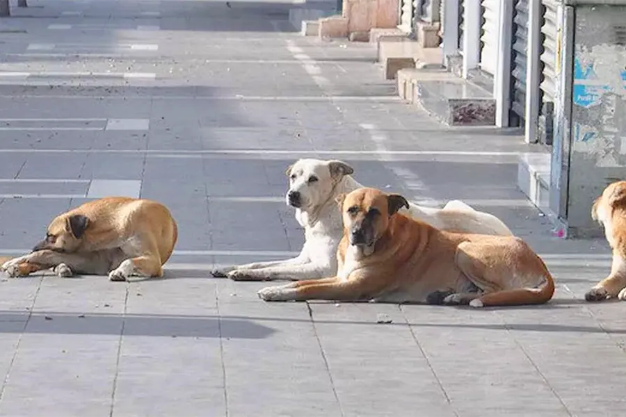 perros callejeros en Turquía