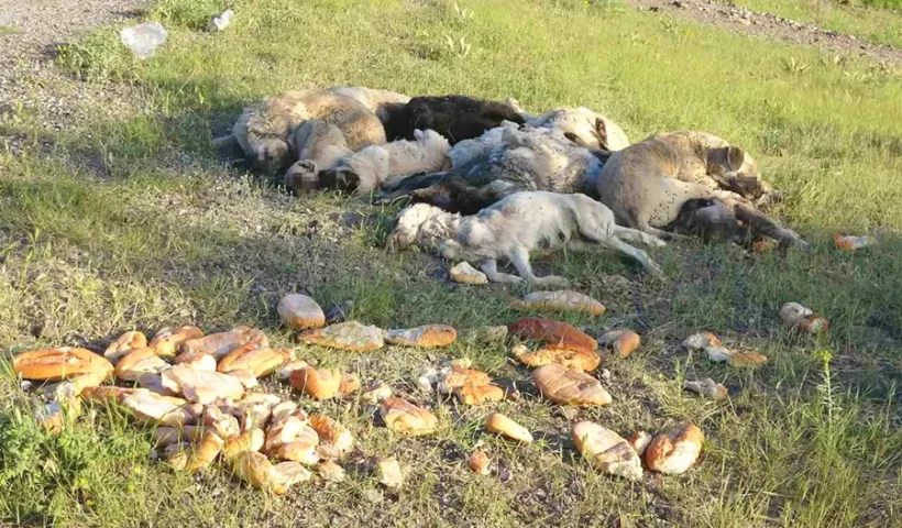 Turkey, dogs poisoned