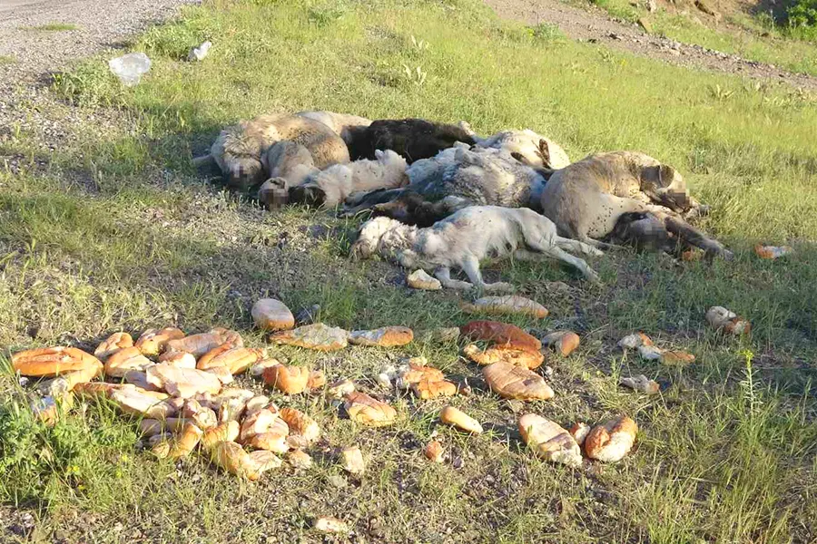 Turkey, dogs poisoned