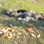 Turquía, perros envenenados