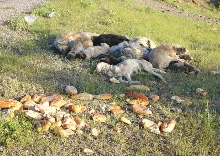 Turquía, perros envenenados