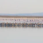 crías de flamenco en el Lago Tuz