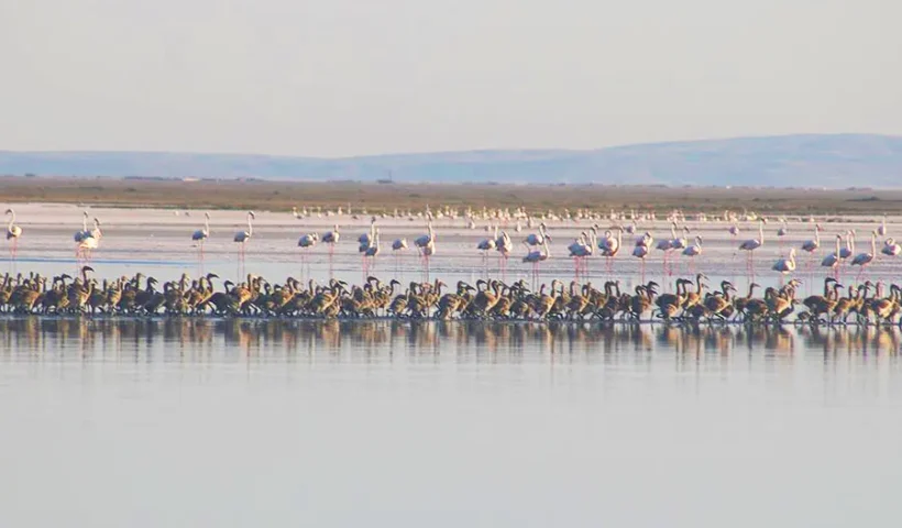 flamingo chicks in Lake Tuz