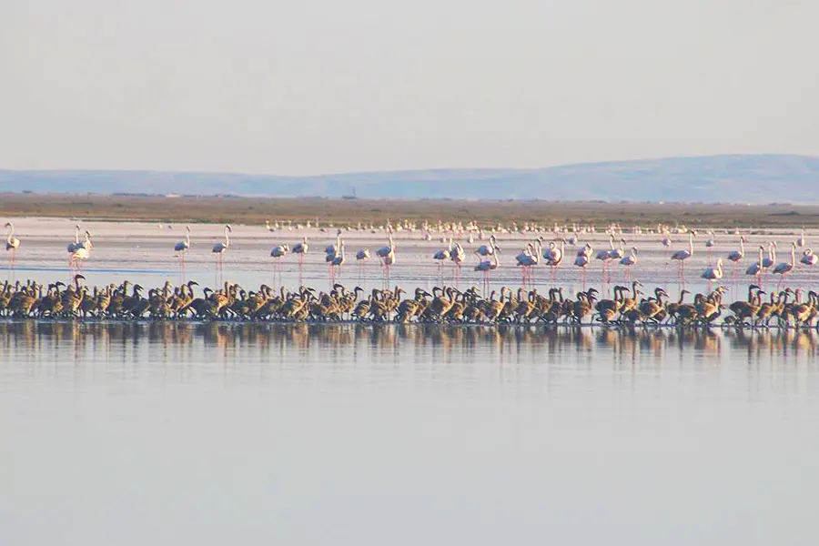 flamingo chicks in Lake Tuz