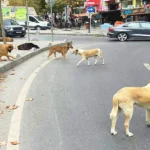 Turkey, stray dogs