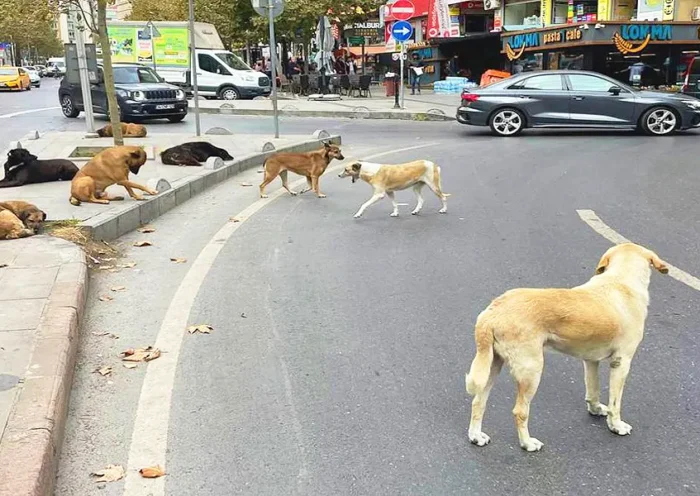 Turkey, stray dogs