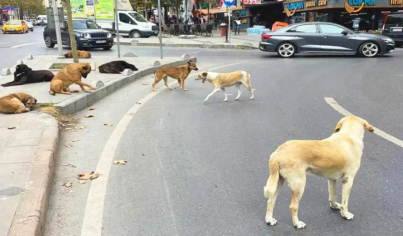 Turkey, stray dogs