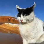 Turquía, gato aterido por el frío