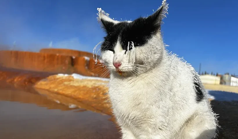 Turquía, gato aterido por el frío