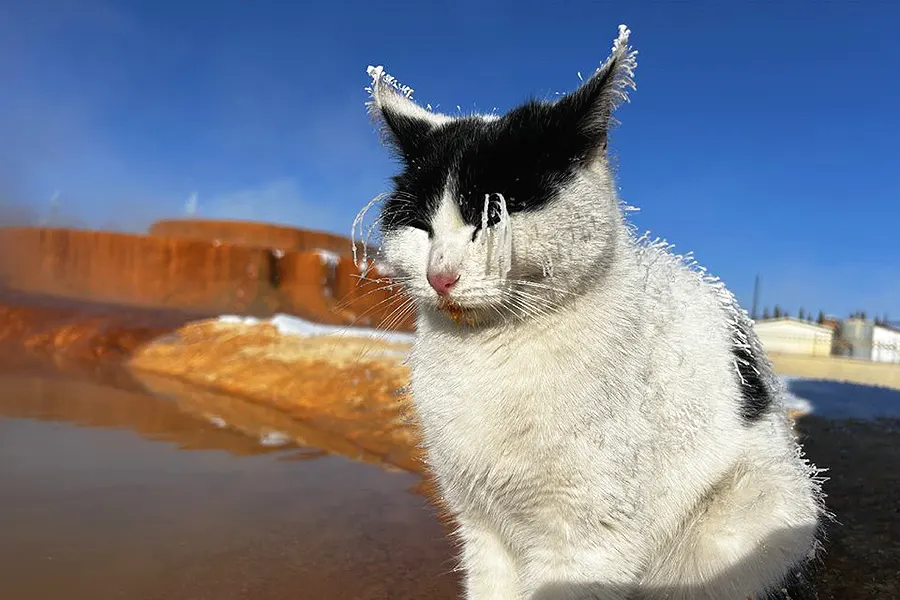 Turquía, gato aterido por el frío