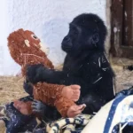 baby gorilla rescued in Istanbul