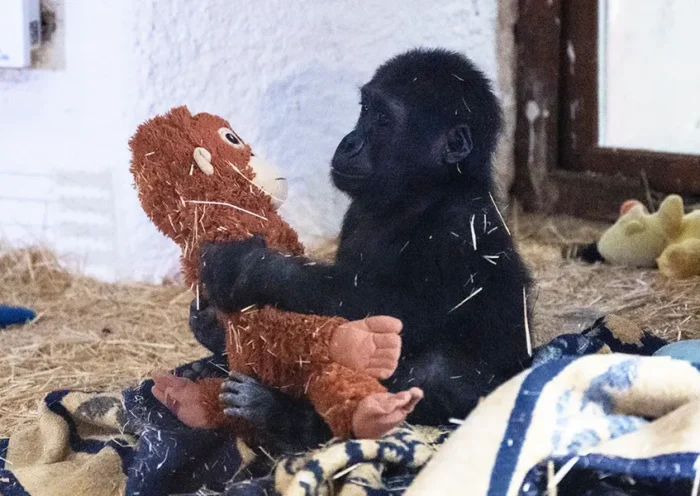 baby gorilla rescued in Istanbul