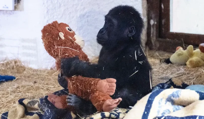 baby gorilla rescued in Istanbul