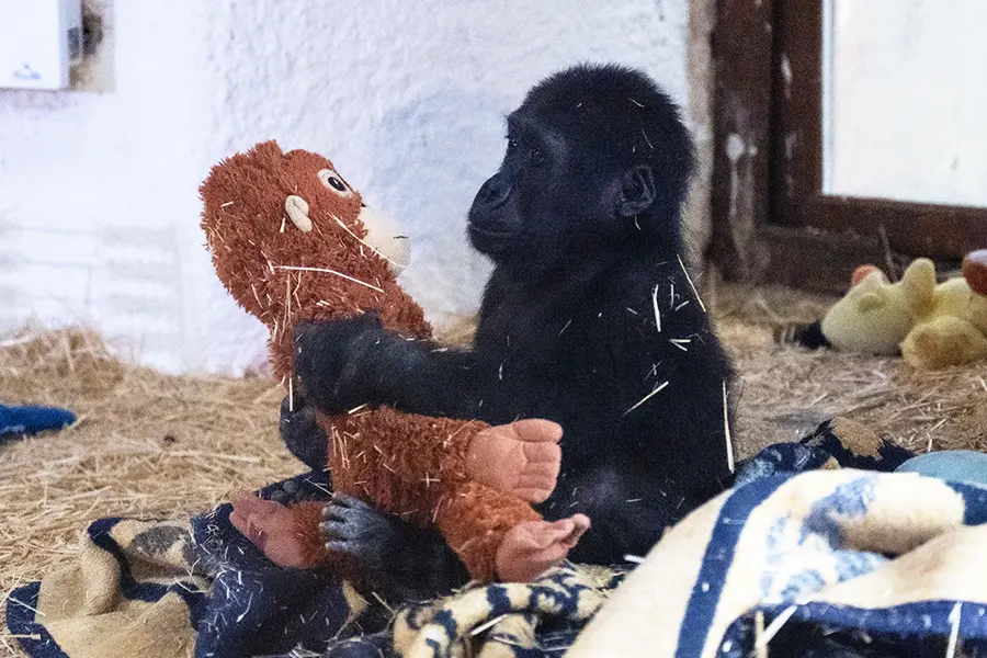 baby gorilla rescued in Istanbul