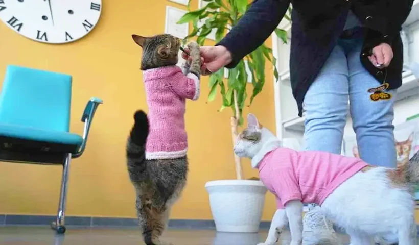 "Tripot", a cat viral in Turkey