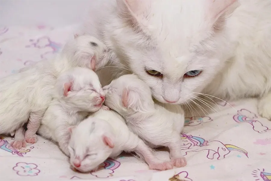 gatitos de Van