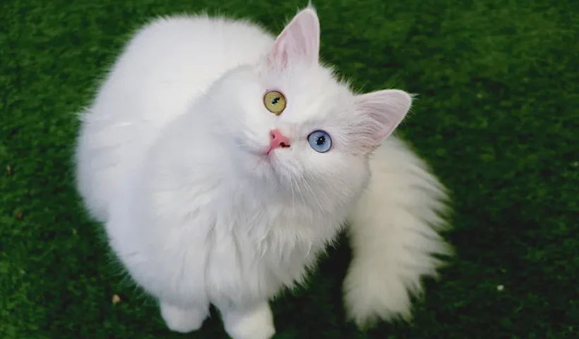 gato de Van en Turquía